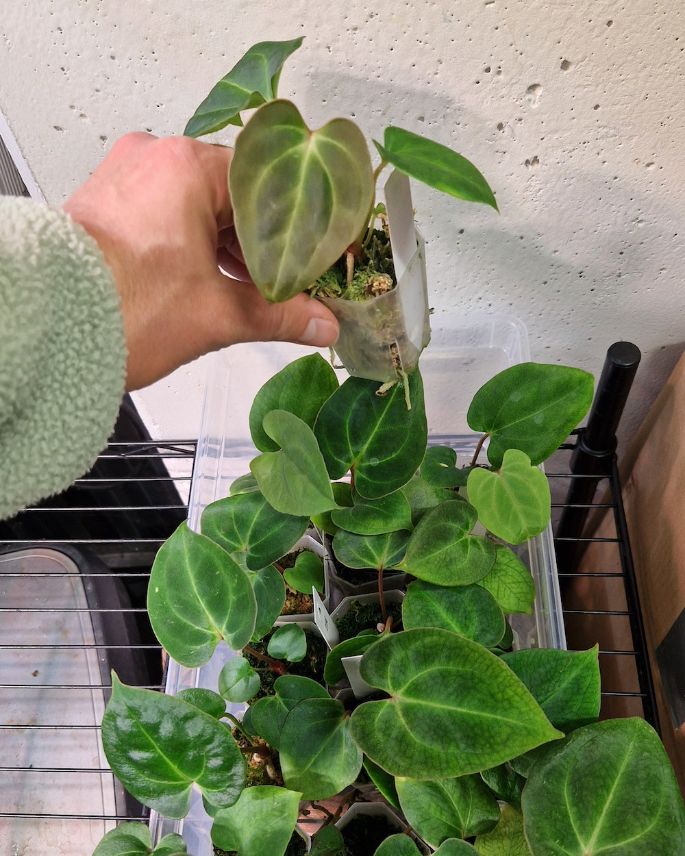 Anthurium besseae aff T4 x besseae aff TDR