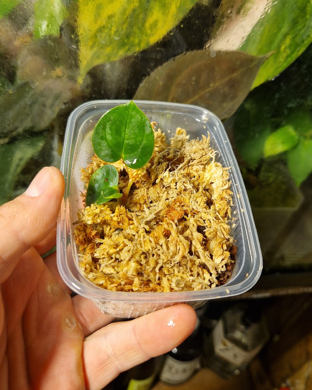 Anthurium besseae aff TDR x papillilaminum T11