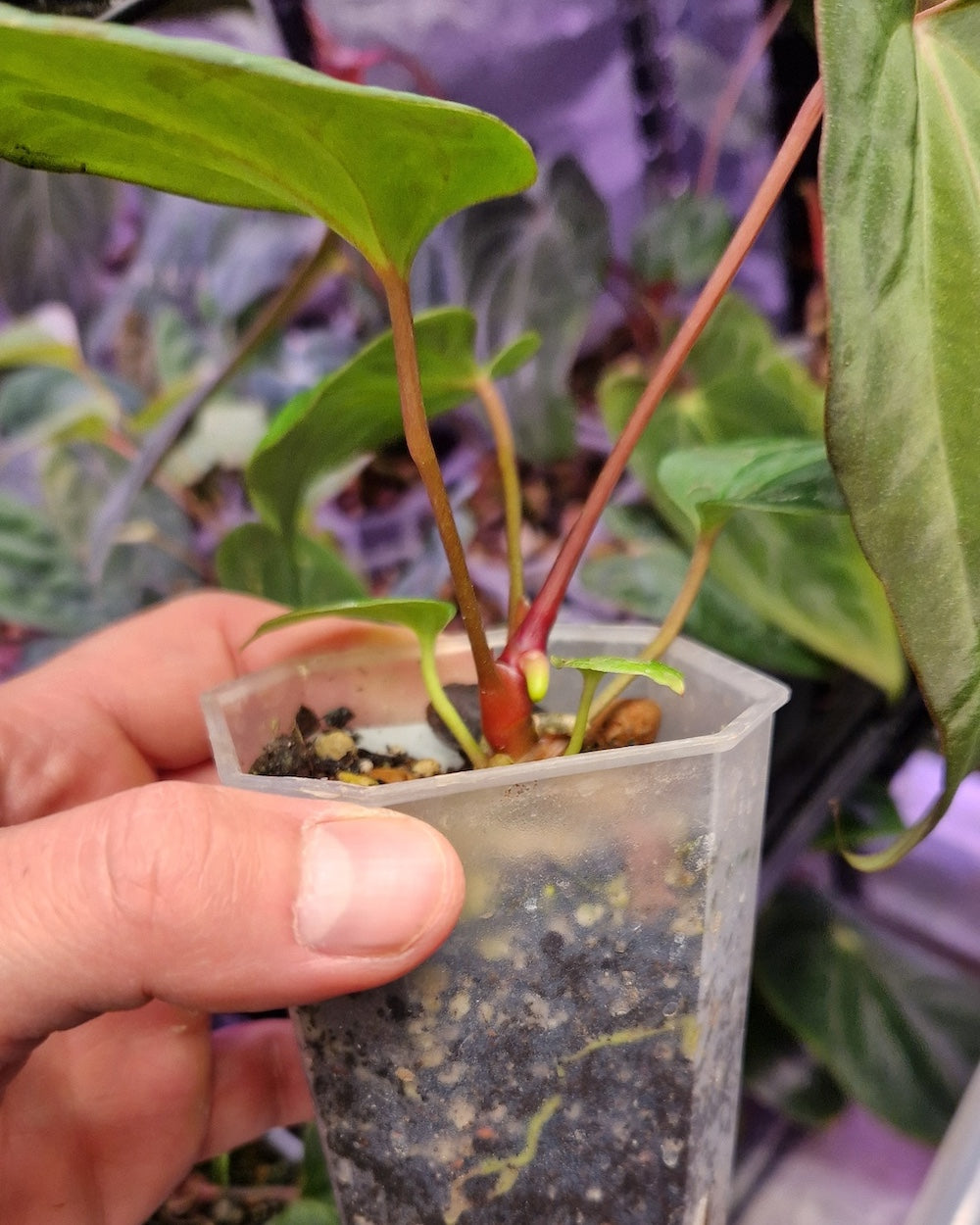 Anthurium besseae aff x papillilaminum Daniel