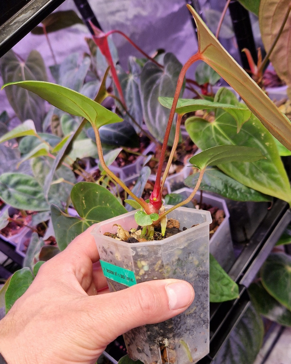 Anthurium besseae aff x papillilaminum Daniel