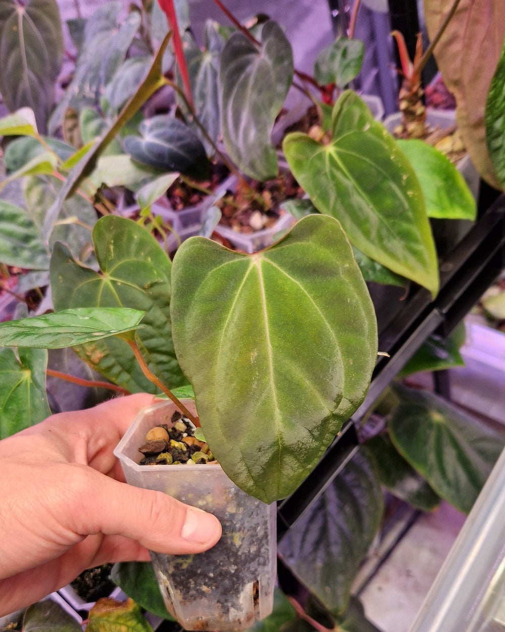 Anthurium besseae aff x papillilaminum Daniel