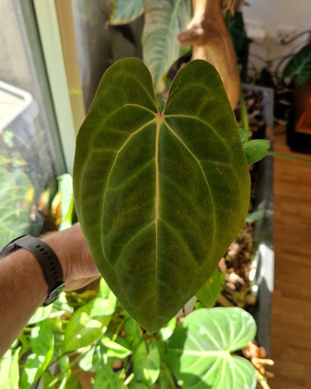 Anthurium besseae aff x papillilaminum Daniel