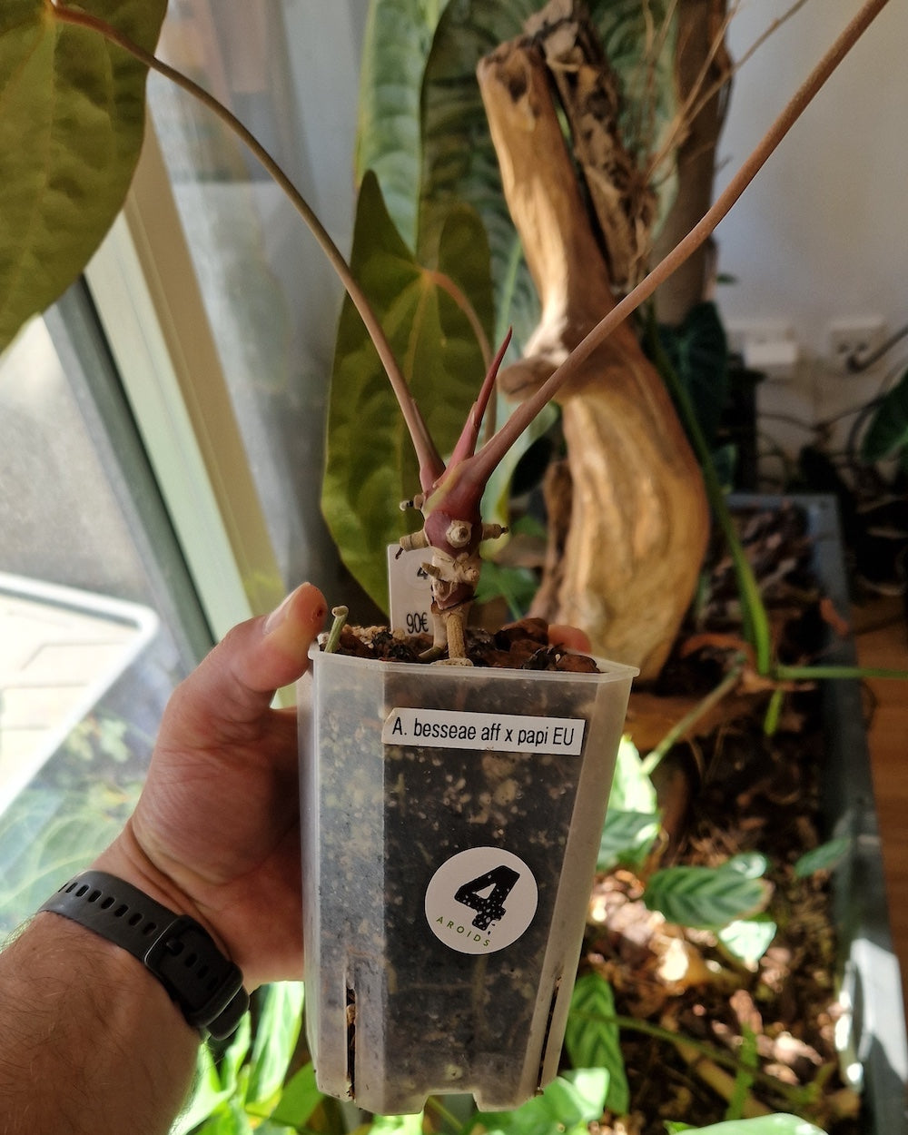 Anthurium besseae aff x papillilaminum Daniel