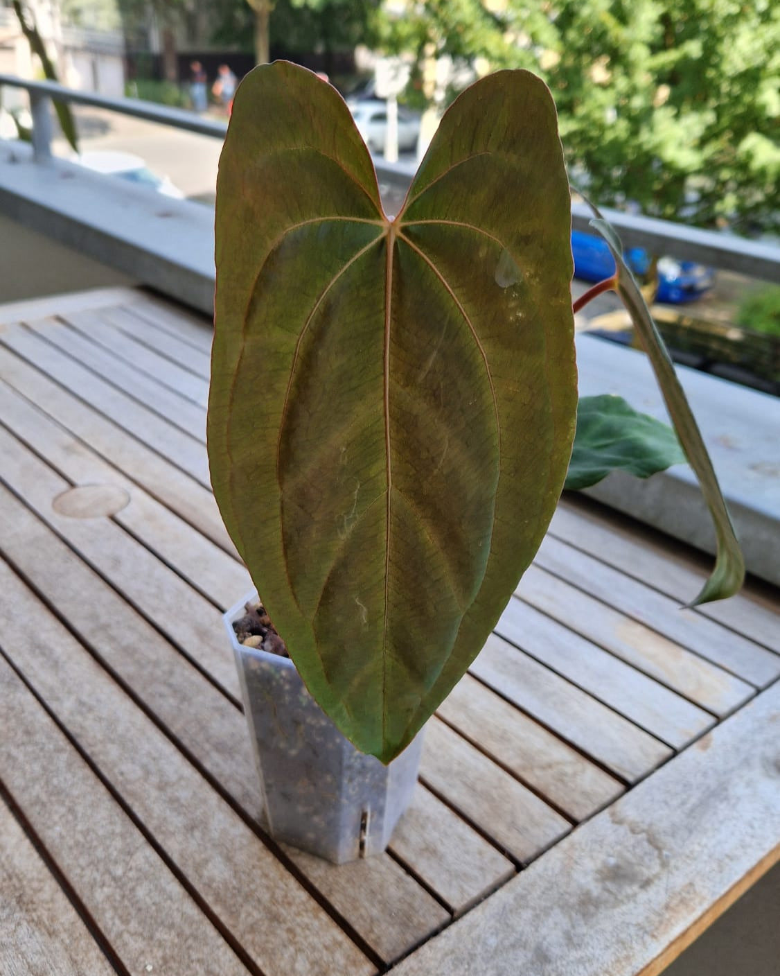 Anthurium besseae aff x papillilaminum Daniel