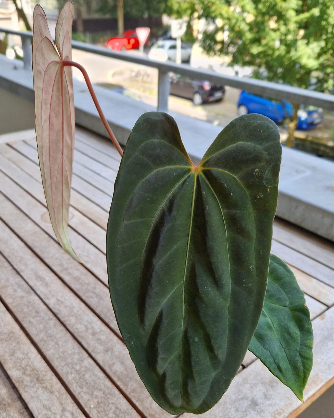 Anthurium besseae aff x papillilaminum Daniel