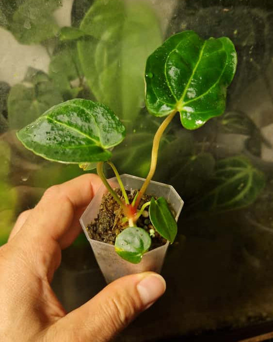 Anthurium blue papillilaminum S1 purple x (carlablackiae A1 x papillilaminum)