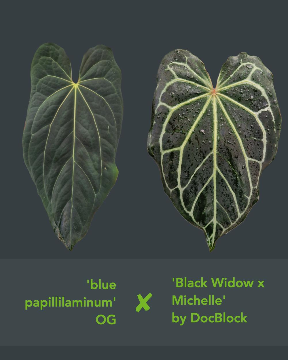Anthurium 'blue papillilaminum OG' x 'Black Widow x Michelle'