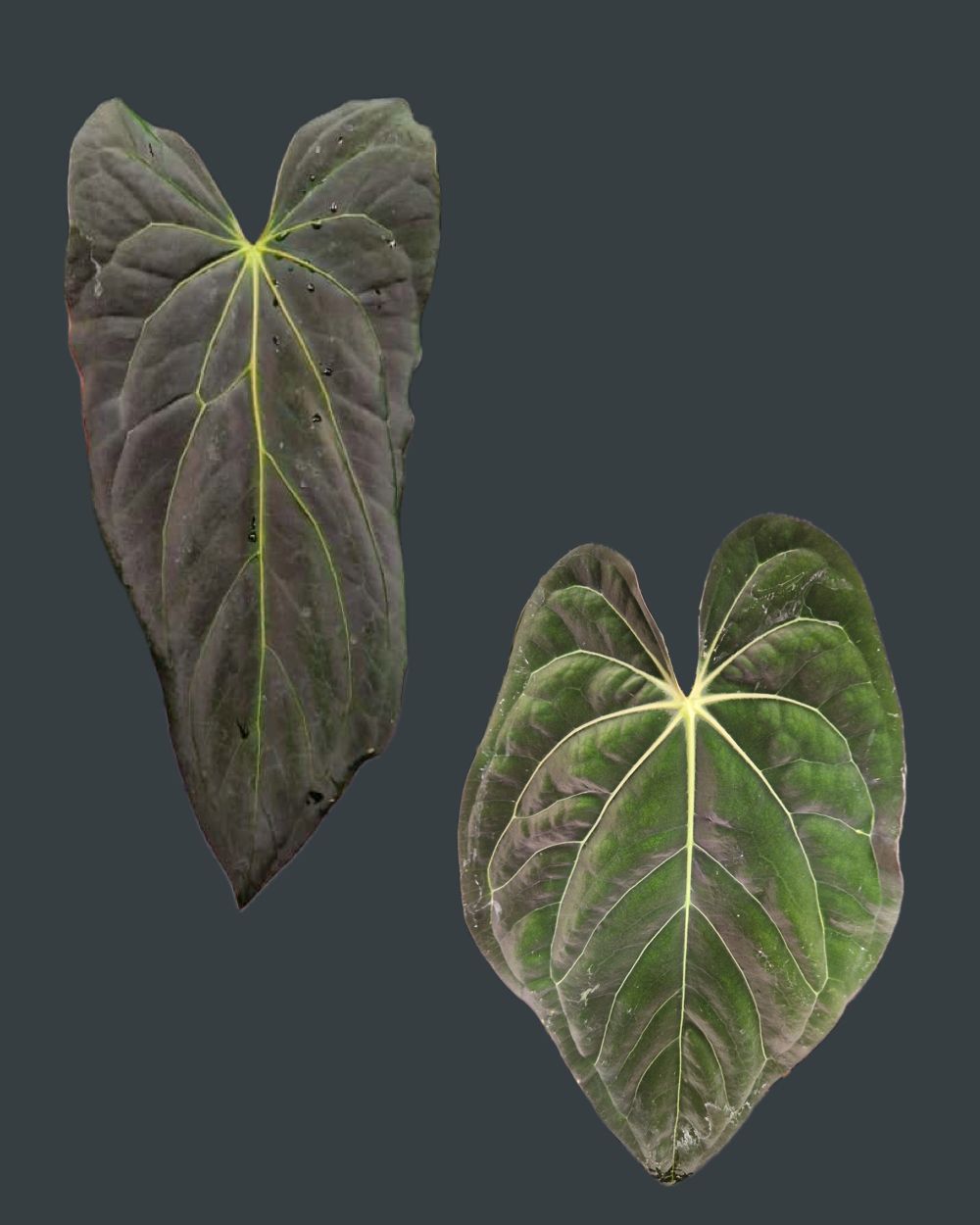 Anthurium blue papillilaminum S1 purple x (carlablackiae A1 x papillilaminum)