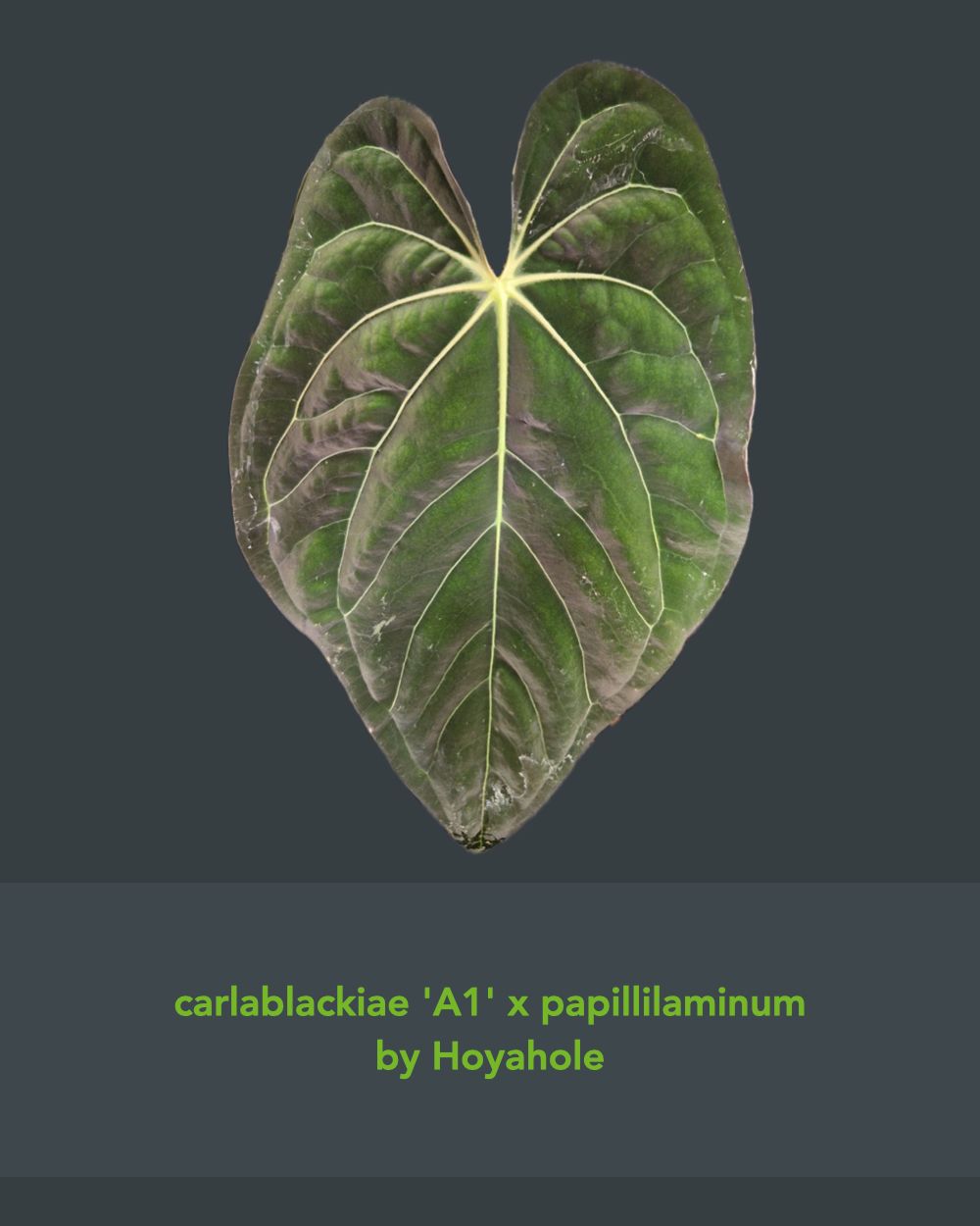 Anthurium blue papillilaminum S1 purple x (carlablackiae A1 x papillilaminum)