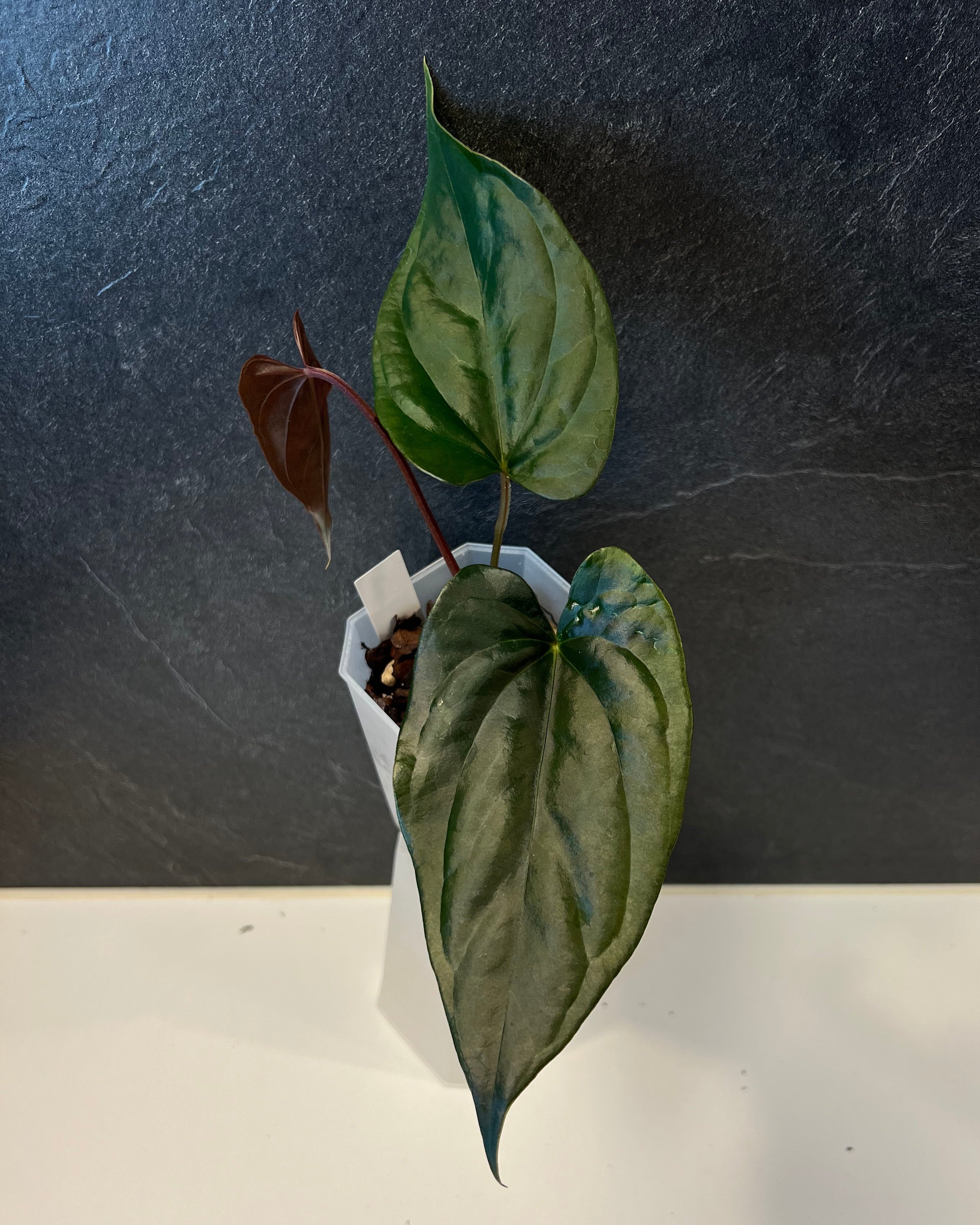 Anthurium Curandero