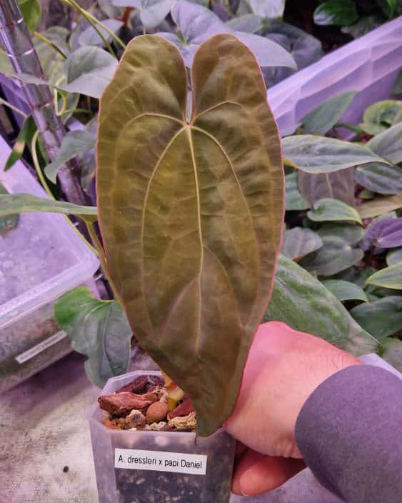 Anthurium dressleri T1 x papillilaminum Daniel