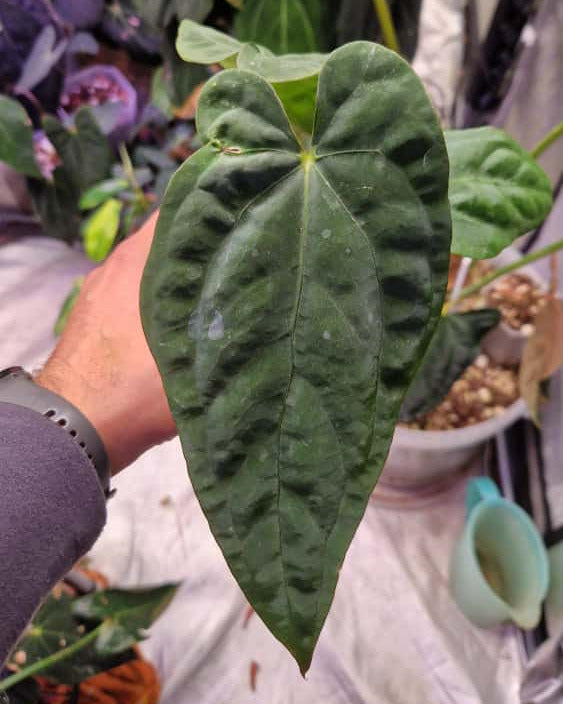 Anthurium dressleri T1 x papillilaminum Daniel