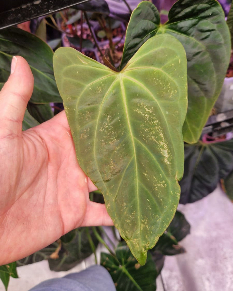 Anthurium papillilaminum Daniel x besseae aff