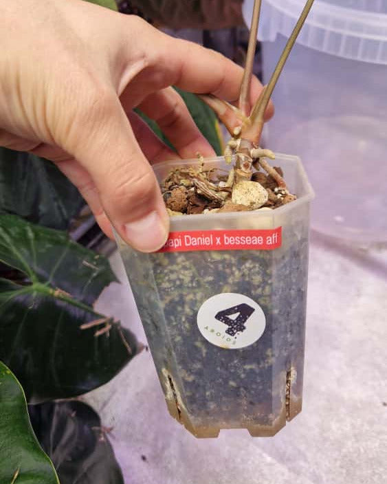 Anthurium papillilaminum Daniel x besseae aff