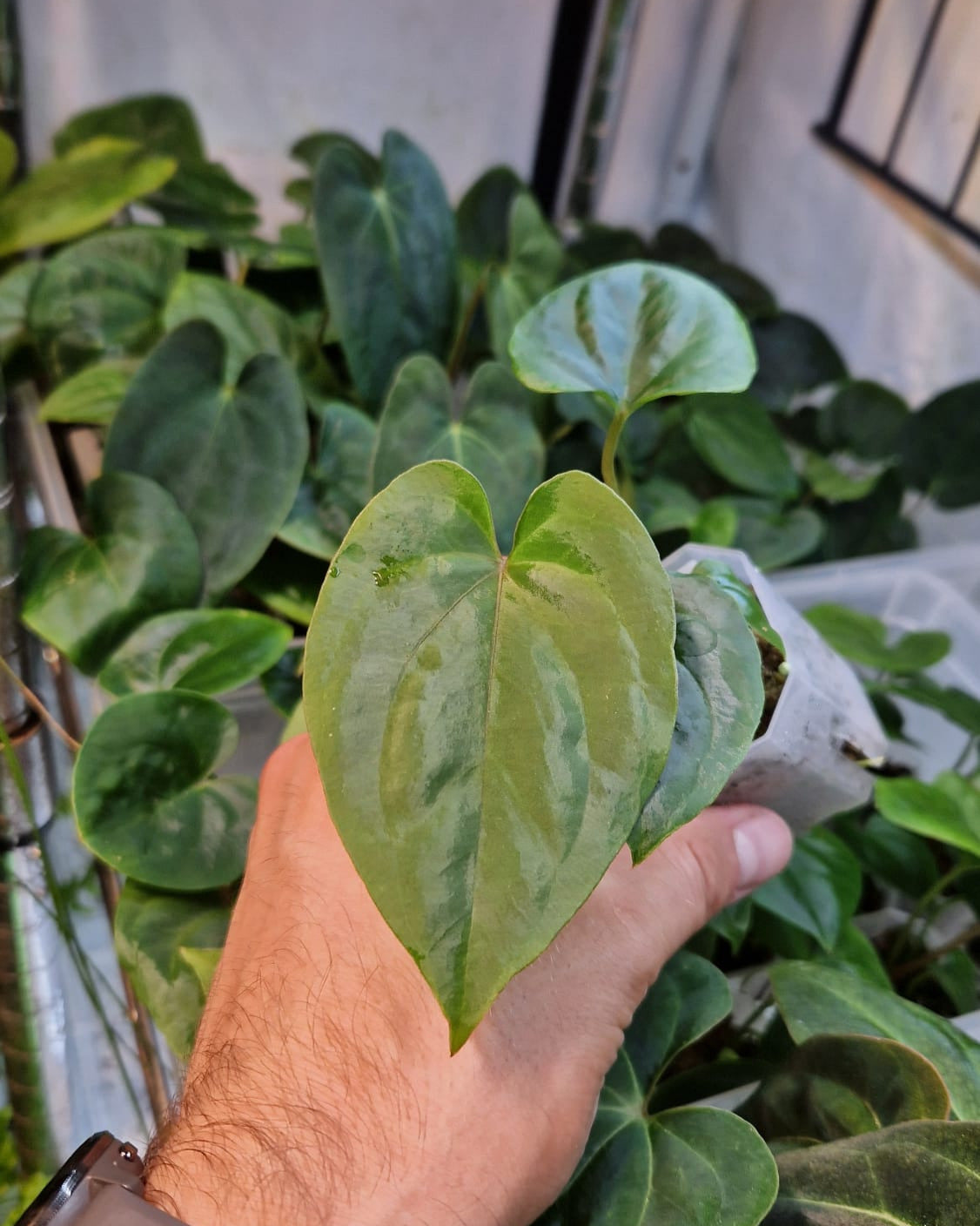 Anthurium dressleri T1 x kunayalense T1
