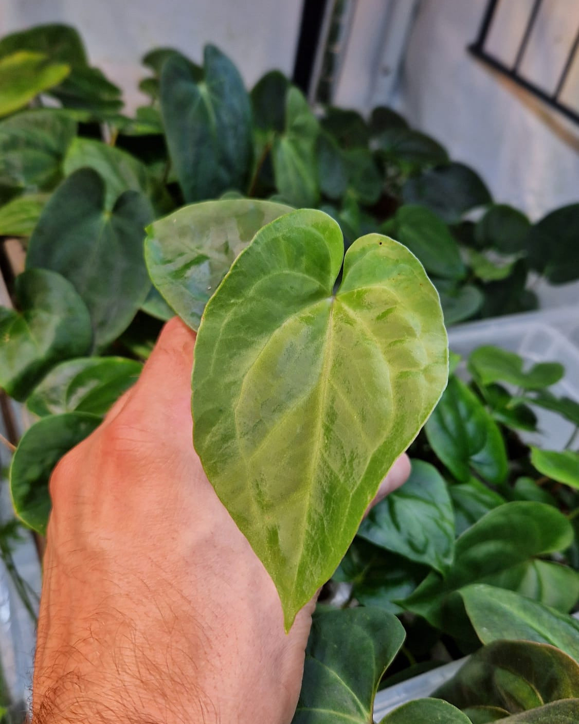 Anthurium dressleri T1 x kunayalense T1