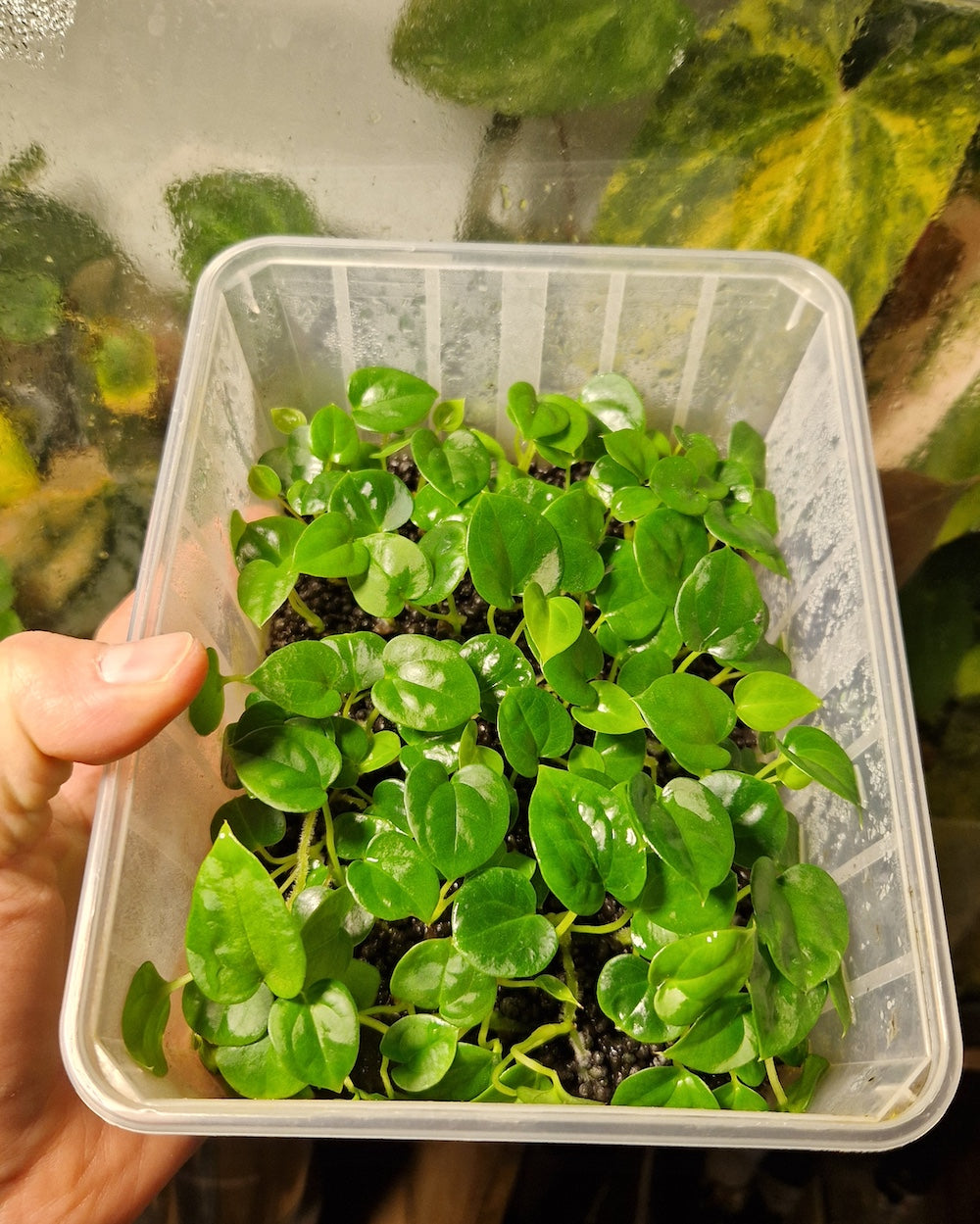Anthurium papillilaminum Daniel x papillilaminum T5