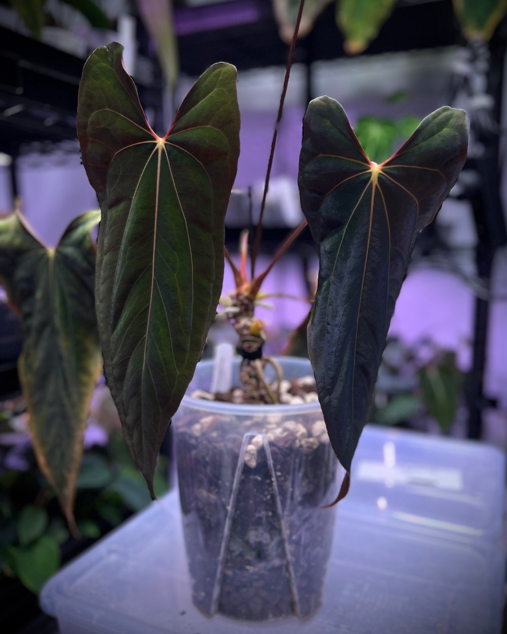 Anthurium papillilaminum Ralph Lynam x Fort Sherman