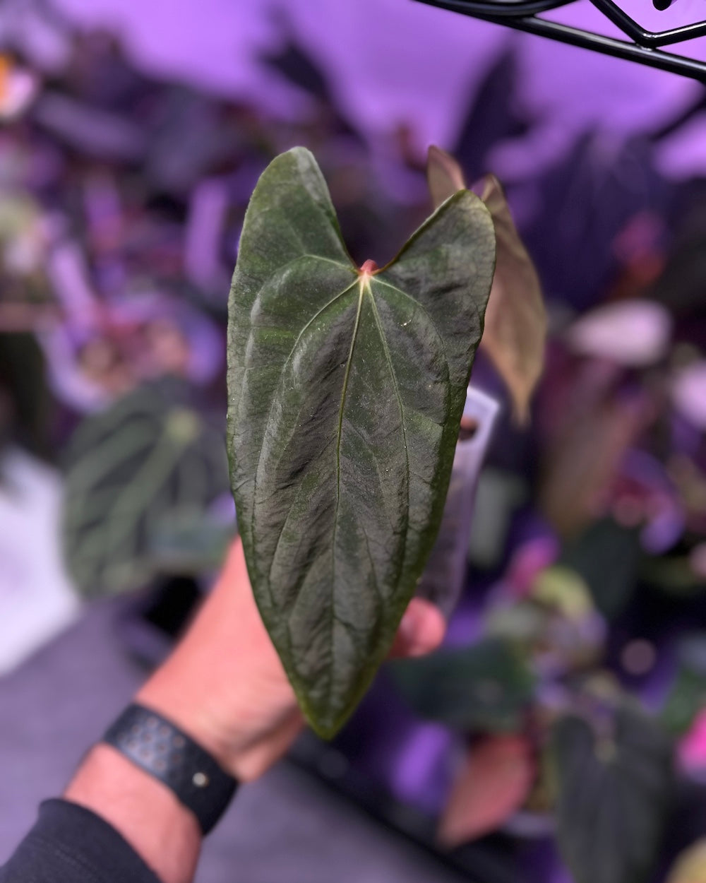 Anthurium papillilaminum Ralph Lynam x Fort Sherman