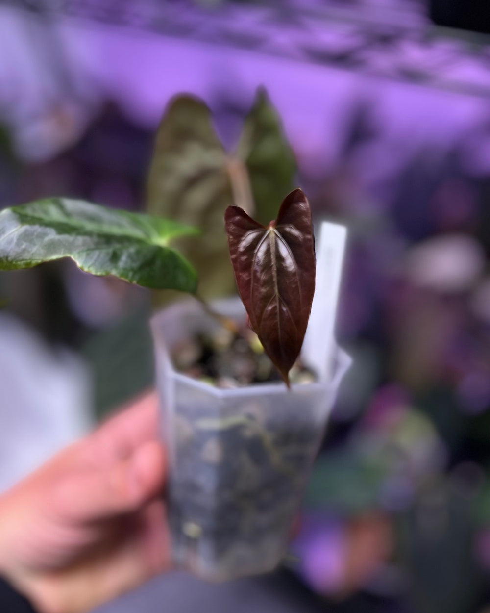 Anthurium papillilaminum Ralph Lynam x Fort Sherman
