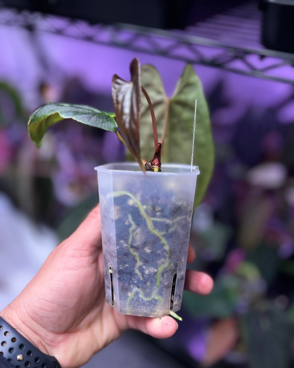 Anthurium papillilaminum Ralph Lynam x Fort Sherman
