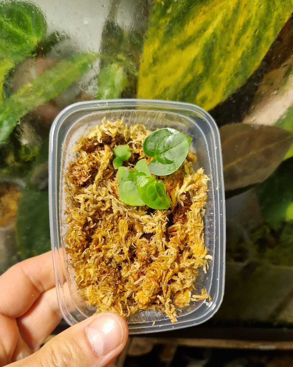 Anthurium papillilaminum T11 x dressleri T1