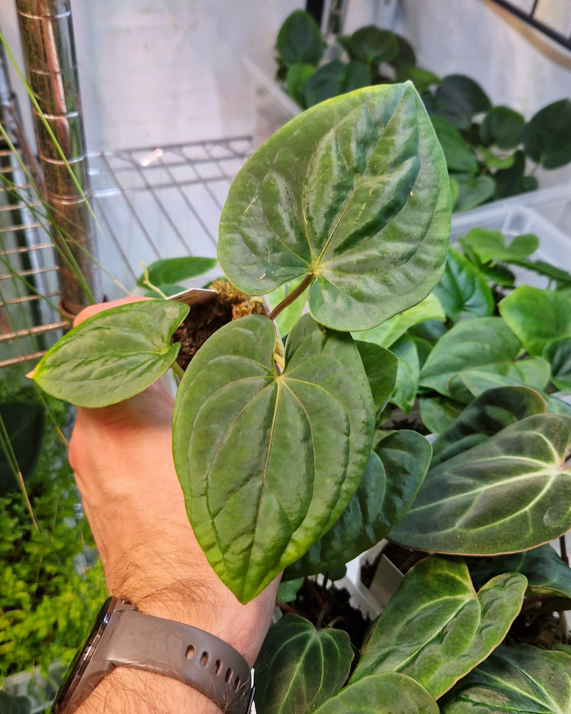 Anthurium papillilaminum T7 x kunayalense T1