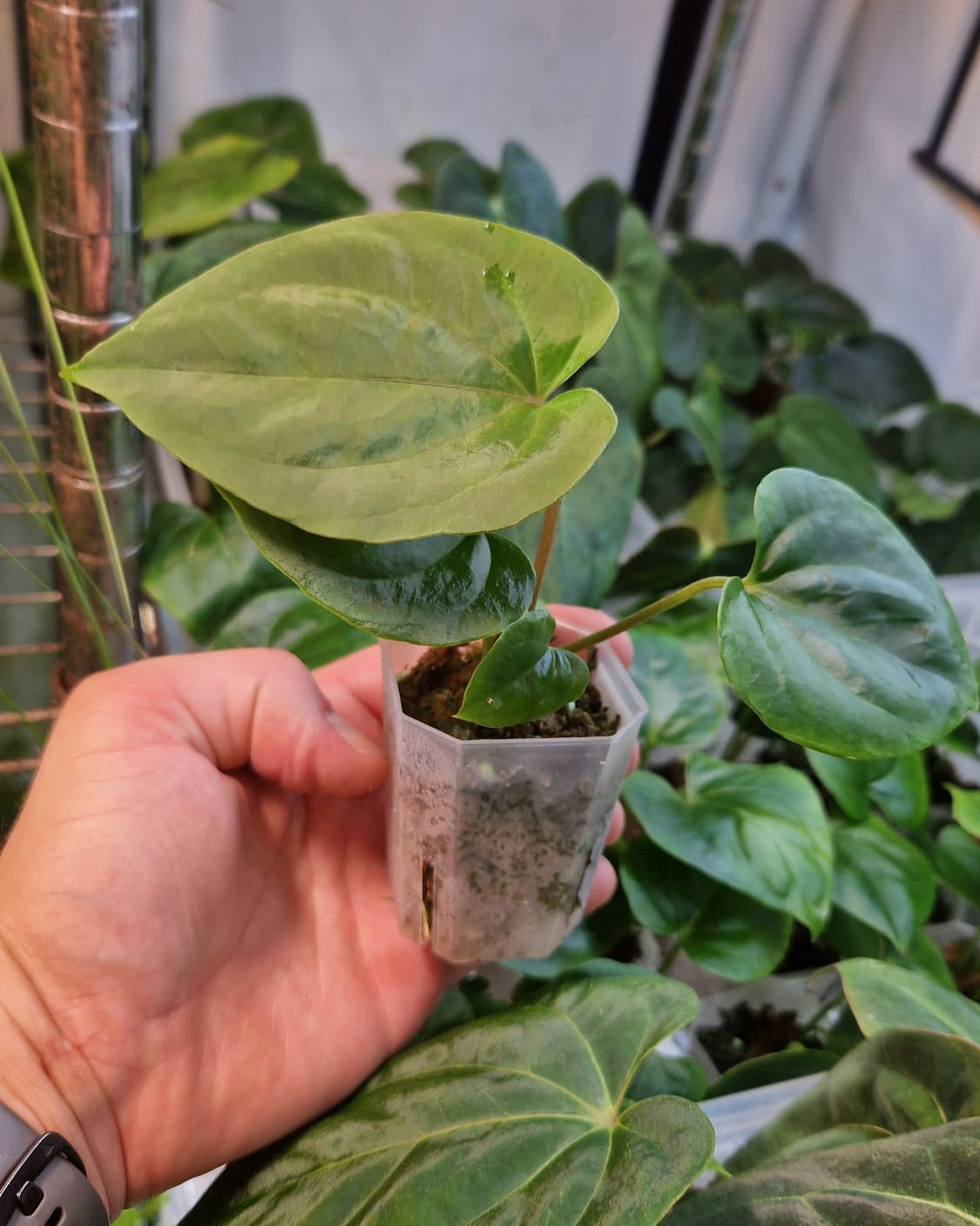 Anthurium papillilaminum T7 x kunayalense T1