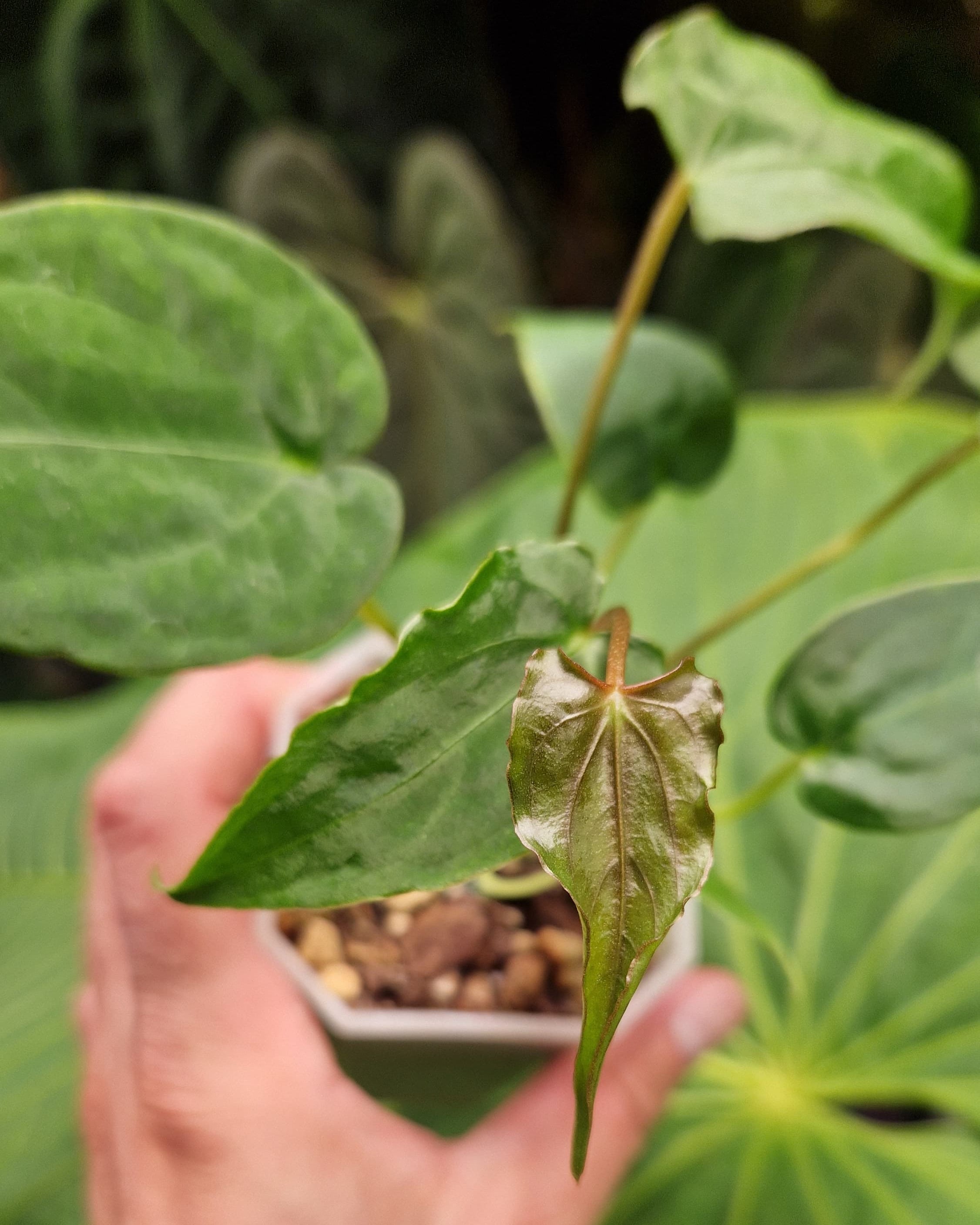 Anthurium Magnificum x Papillilaminum Daniel - Mutation