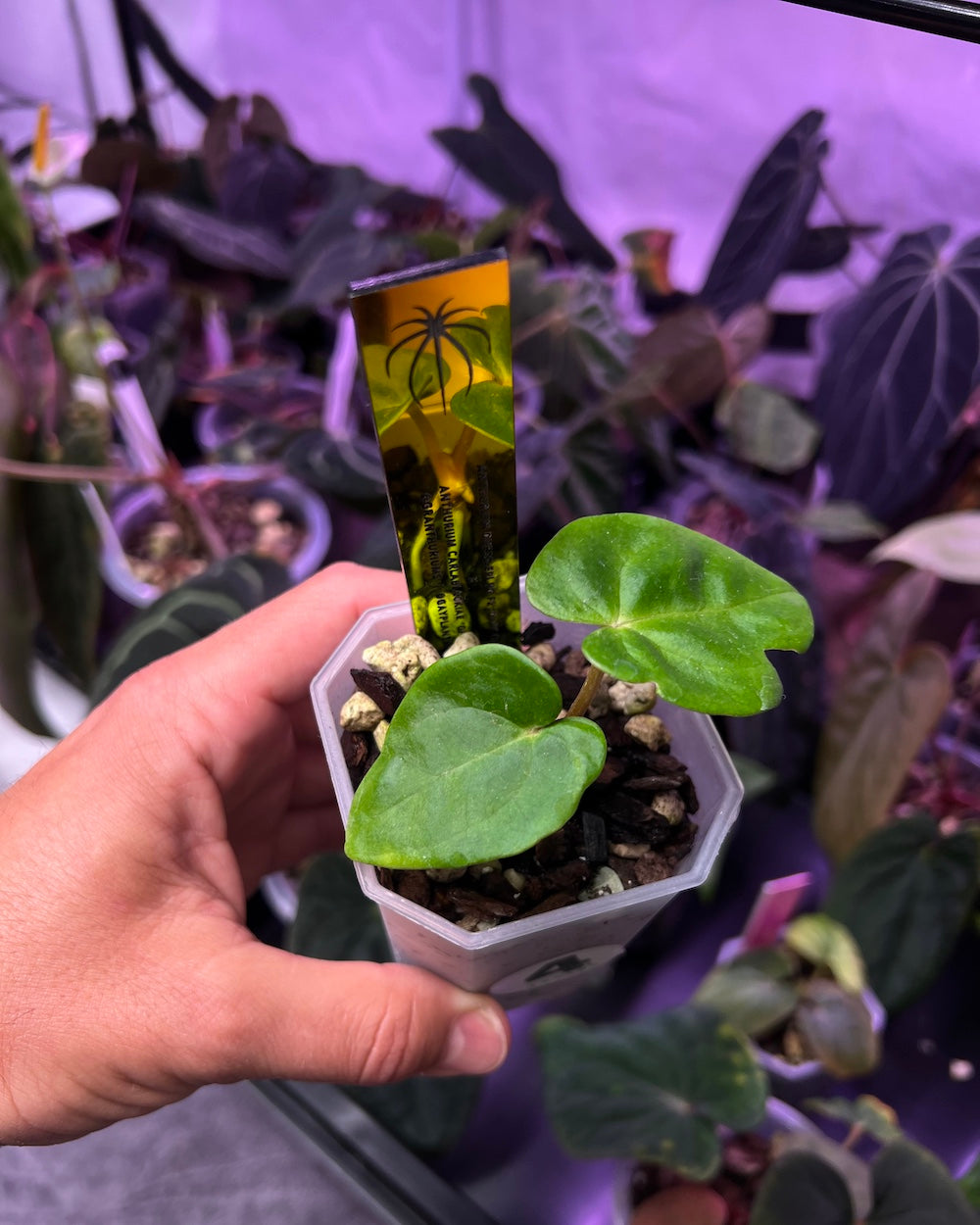 Anthurium dressleri RG F2 Dark Clone x carlablackiae GPH 001