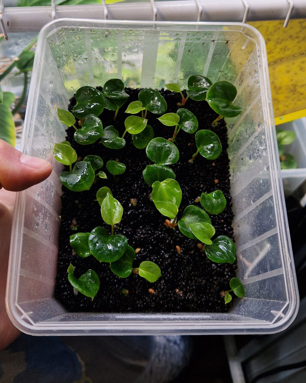 Anthurium besseae aff. Wide x papillilaminum Ralph Lynam S1