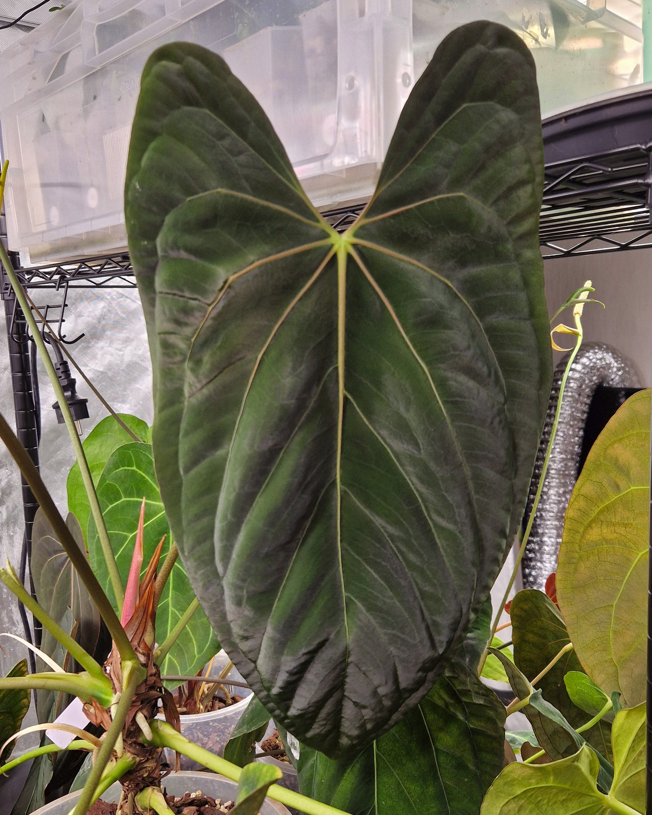 Anthurium papillilaminum 'Daniel' x 'Mr. Worldwide'