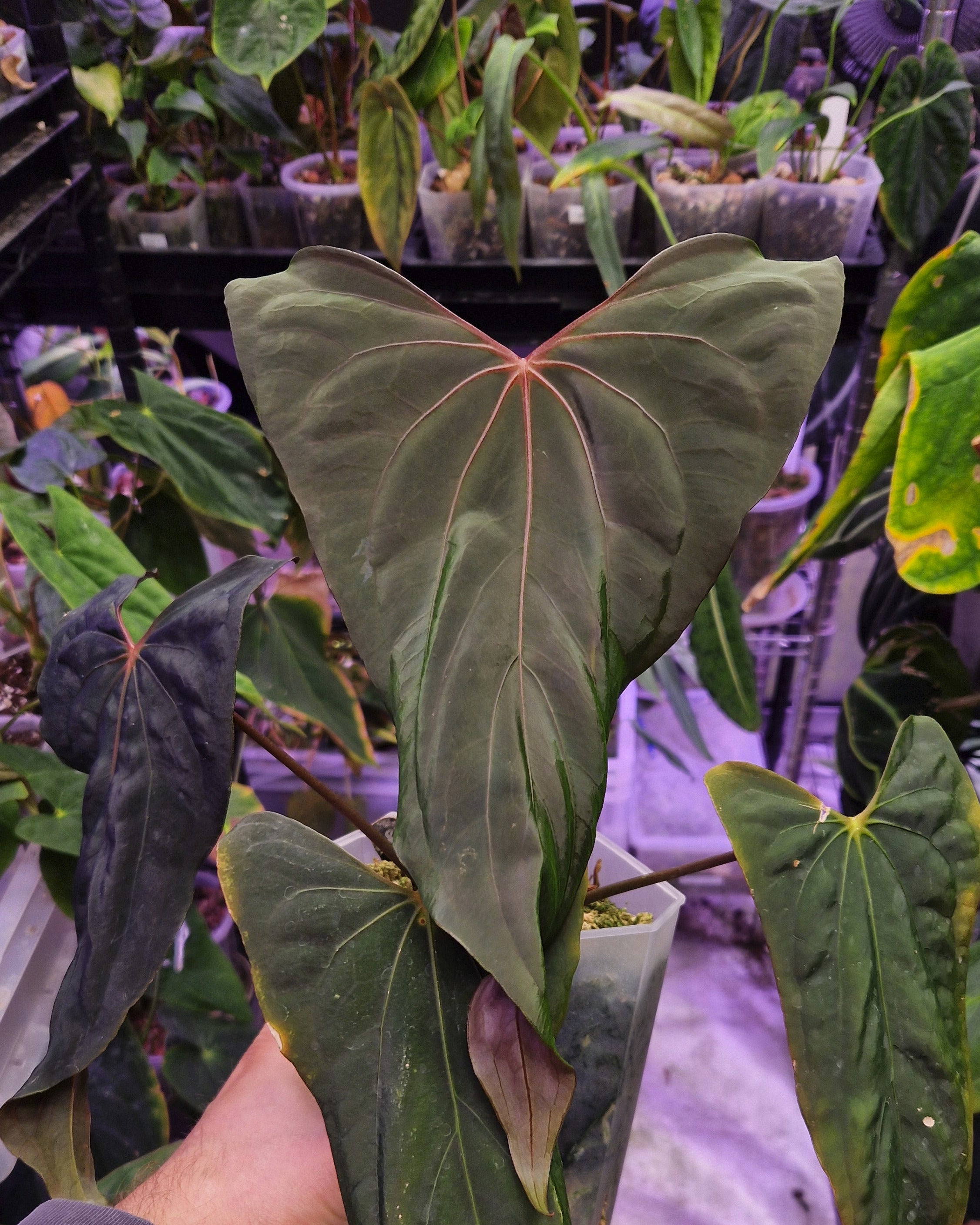 Anthurium papillilaminum Ralph Lynam S1