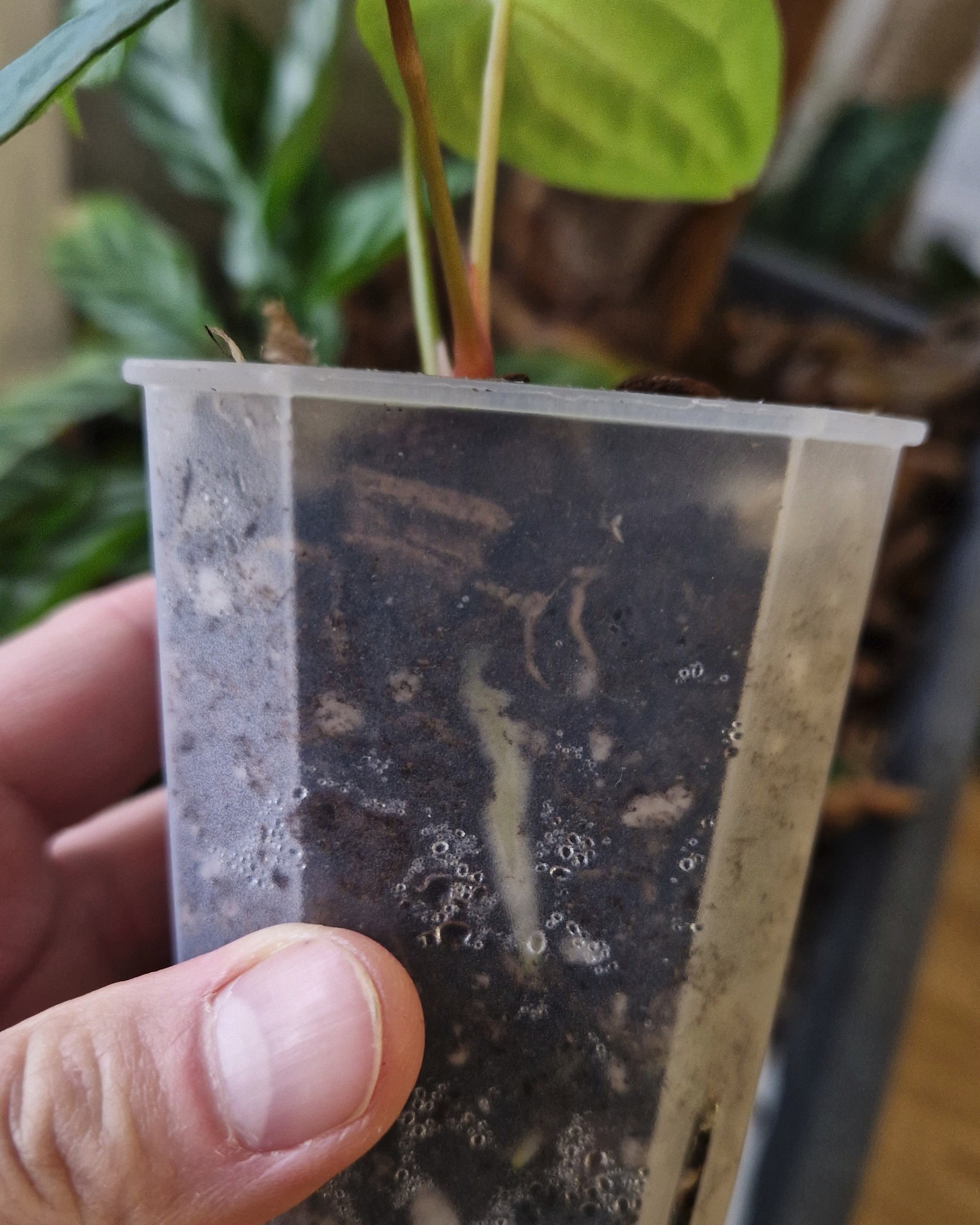 Anthurium papillilaminum Ralph Lynam S1