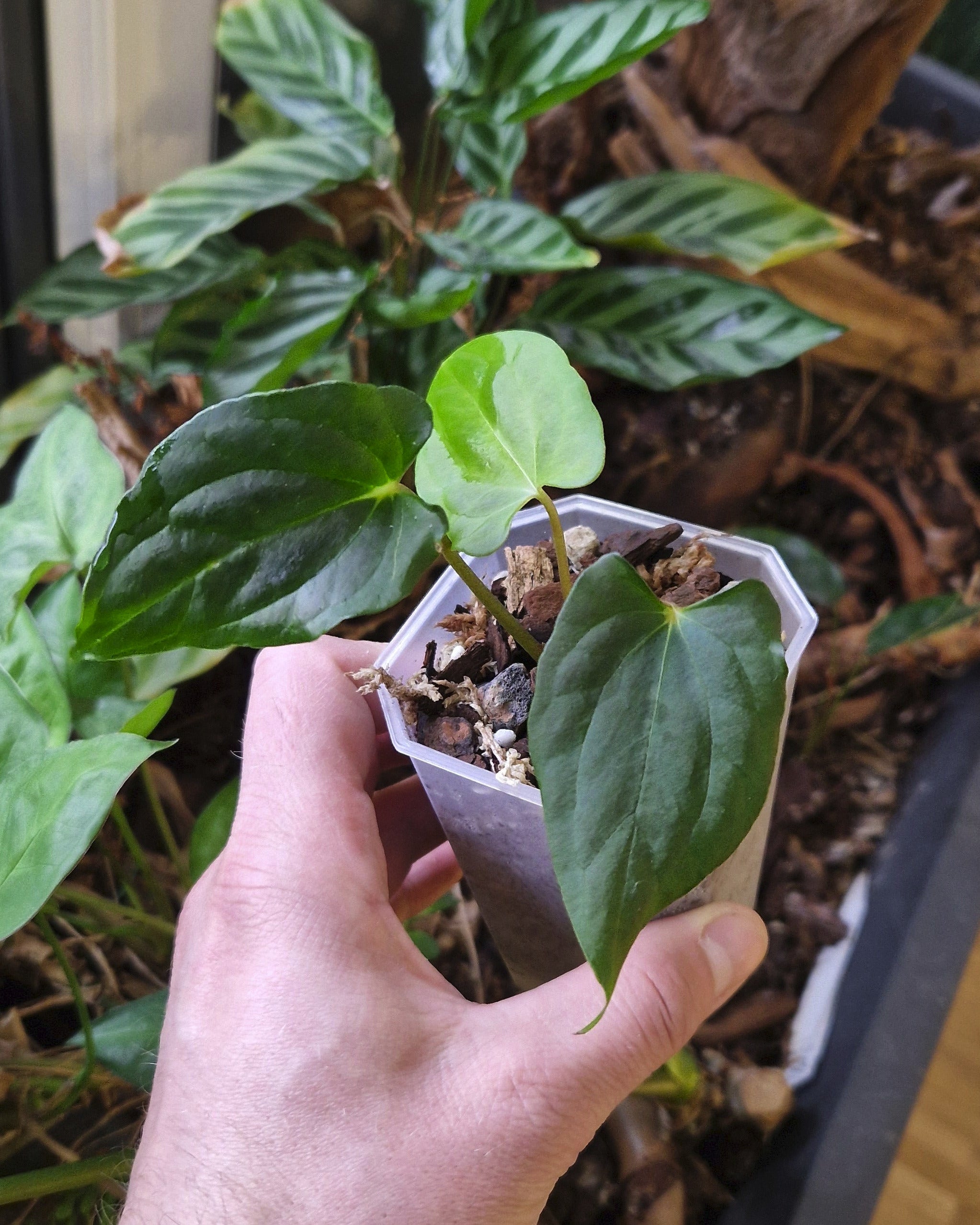 A. Papi Guna Yala × Ralph Lynam S1 Anthurium papillilaminum Ralph Lynam S1
