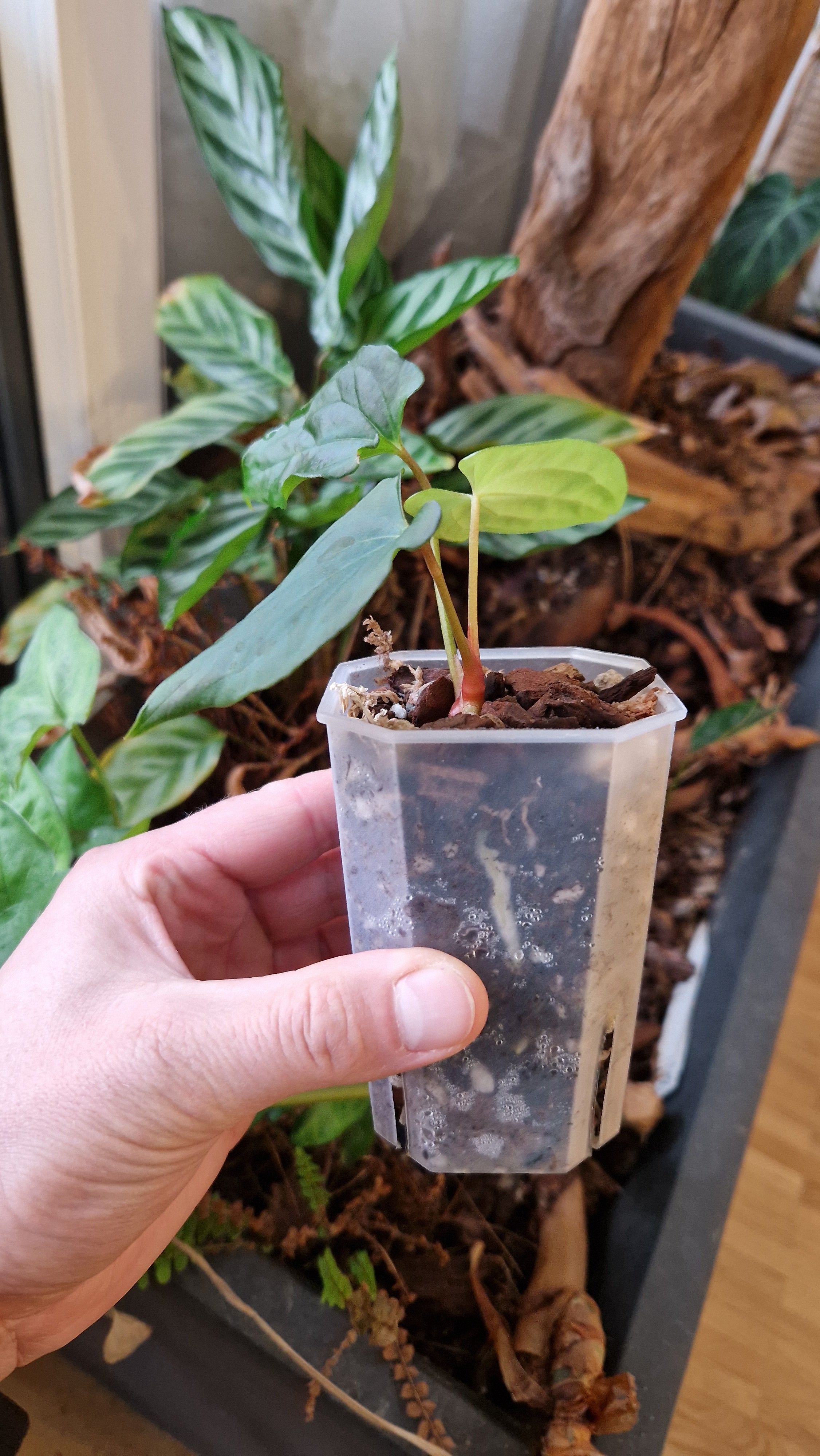 Anthurium papillilaminum Ralph Lynam S1