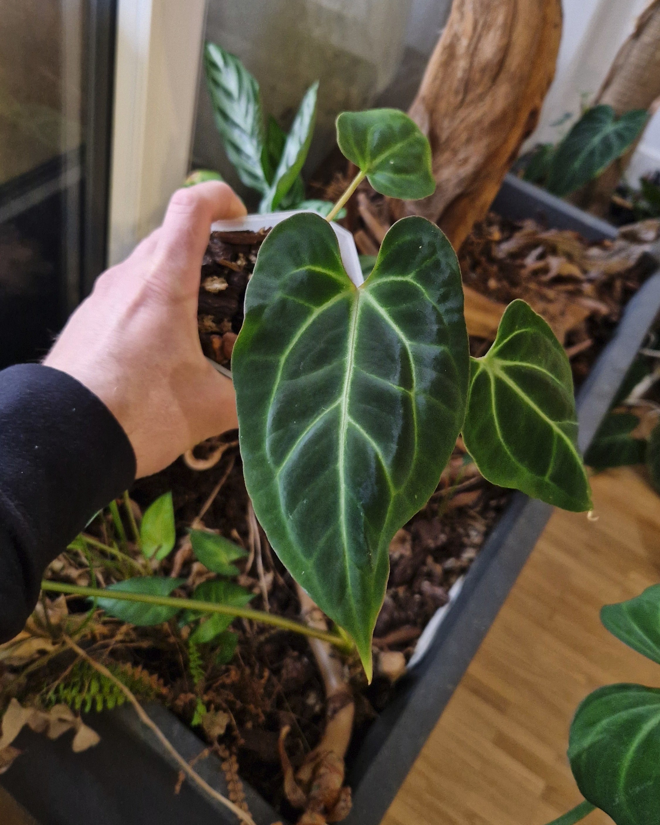 Anthurium besseae aff T4 x TDR