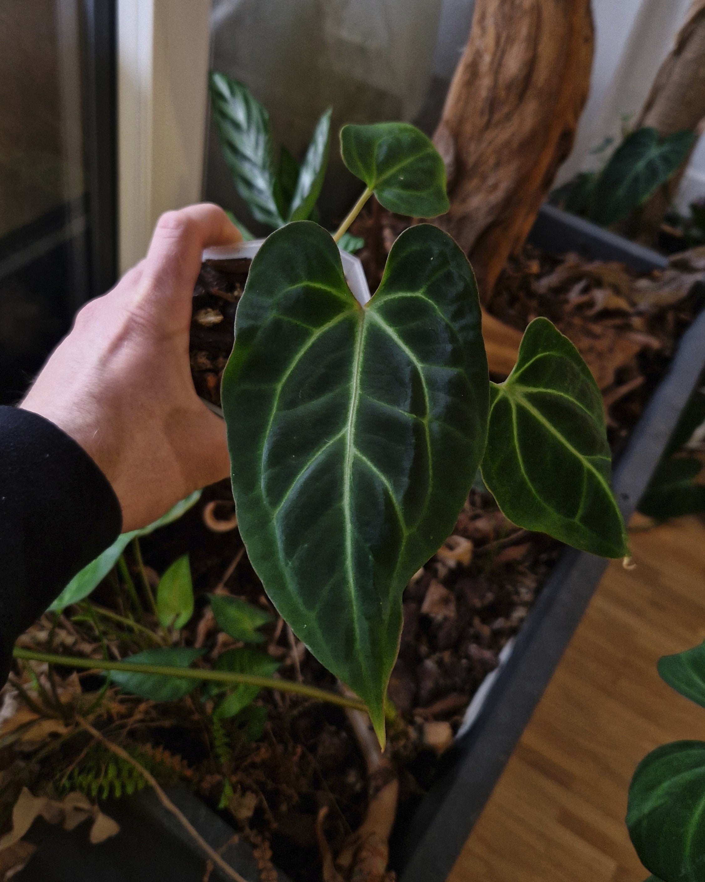 Anthurium besseae aff T4 x TDR