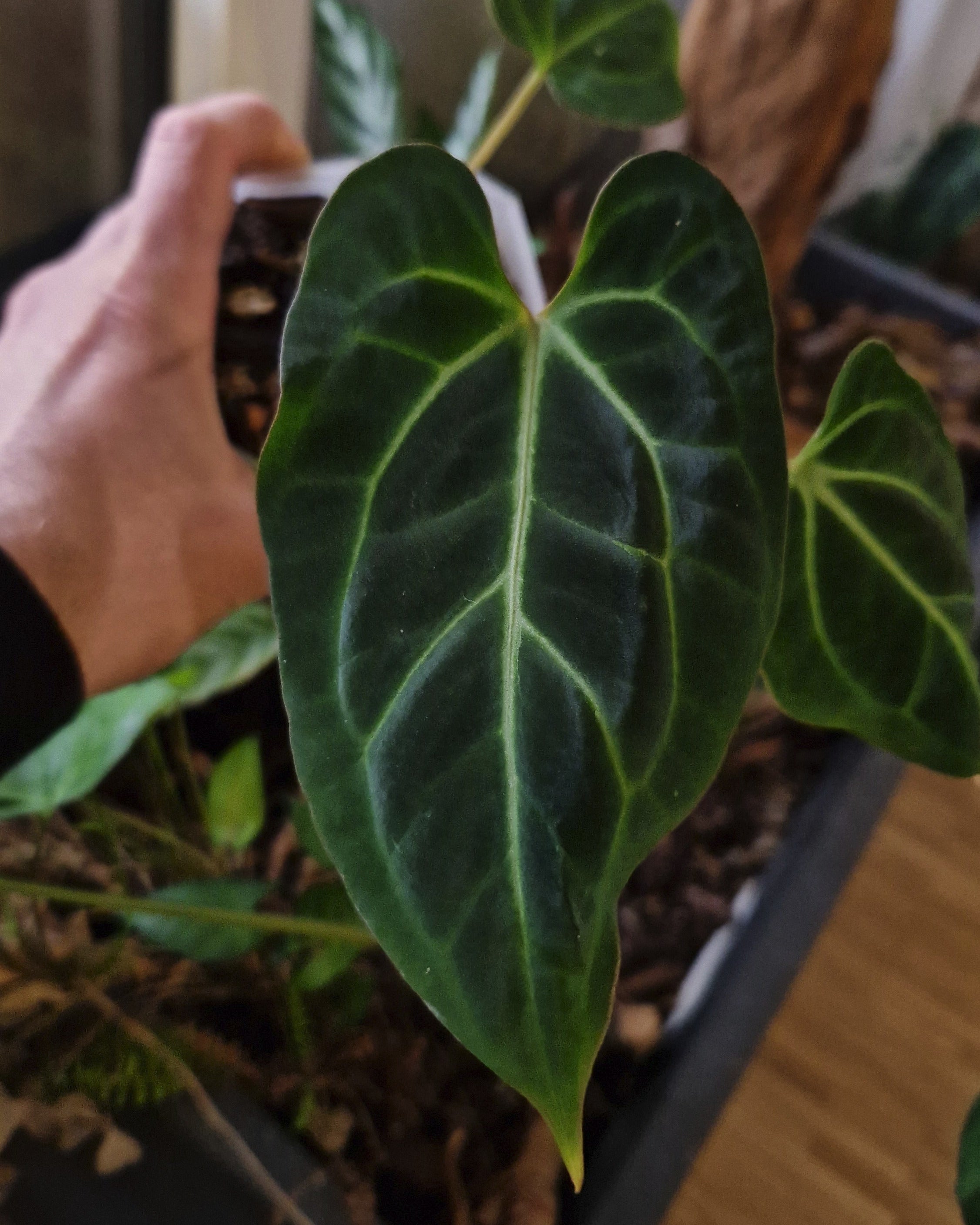 Anthurium besseae aff T4 x TDR