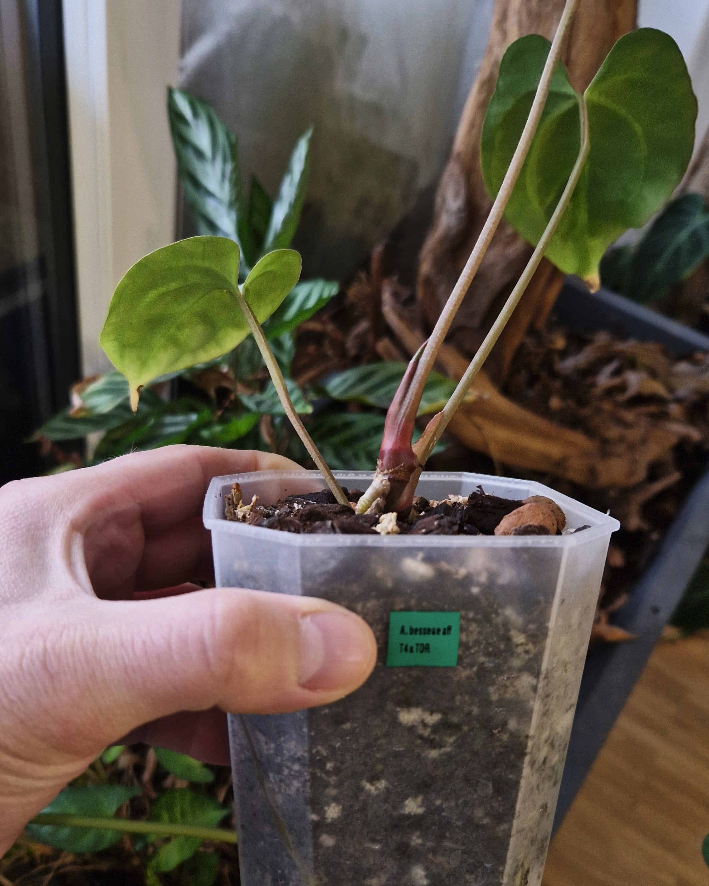 Anthurium besseae aff T4 x TDR