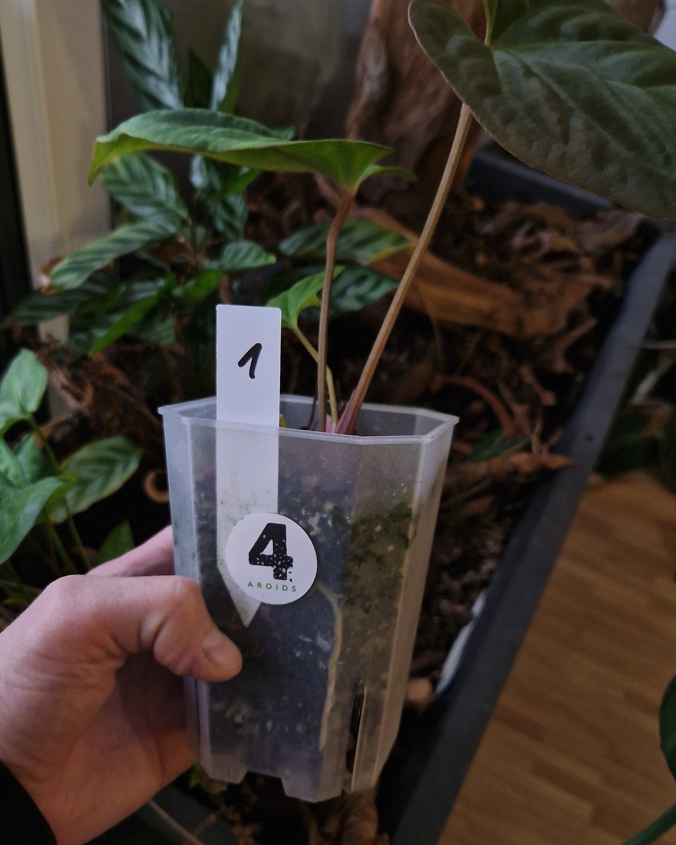 Anthurium (papillilaminum Daniel x besseae aff) wide x kunayalense T1