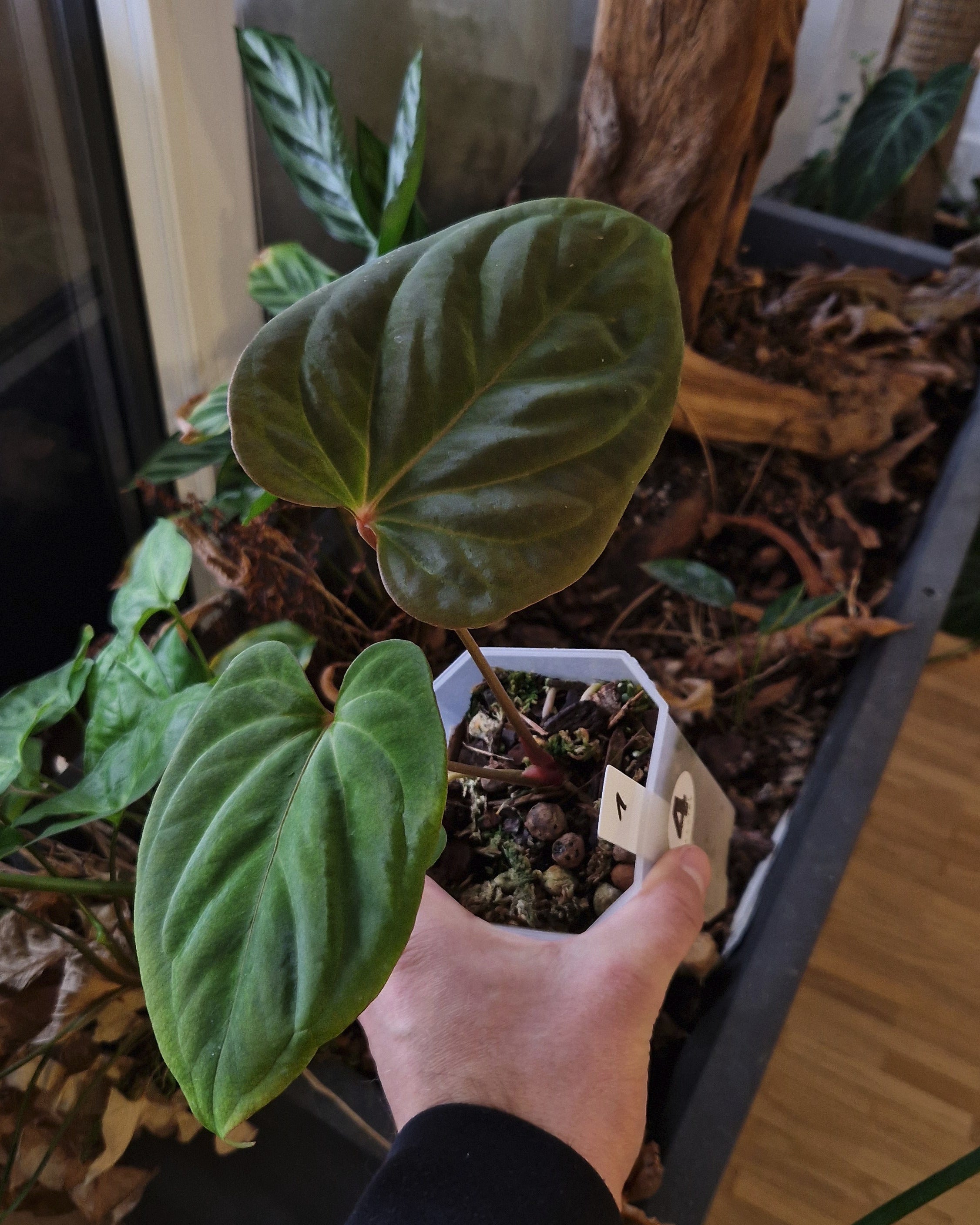 Anthurium (papillilaminum Daniel x besseae aff) wide x kunayalense T1