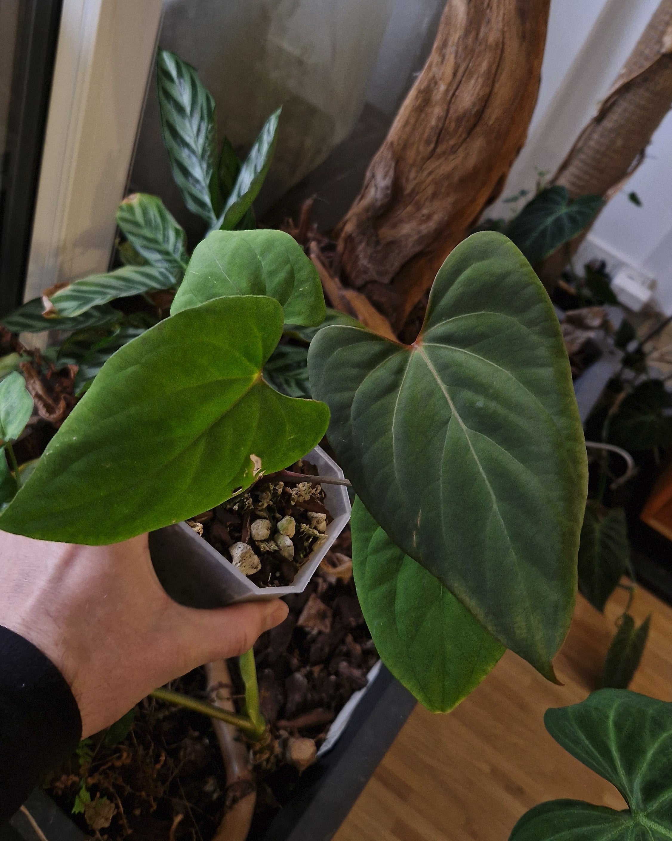 Anthurium (papillilaminum Daniel x besseae aff) wide x kunayalense T1