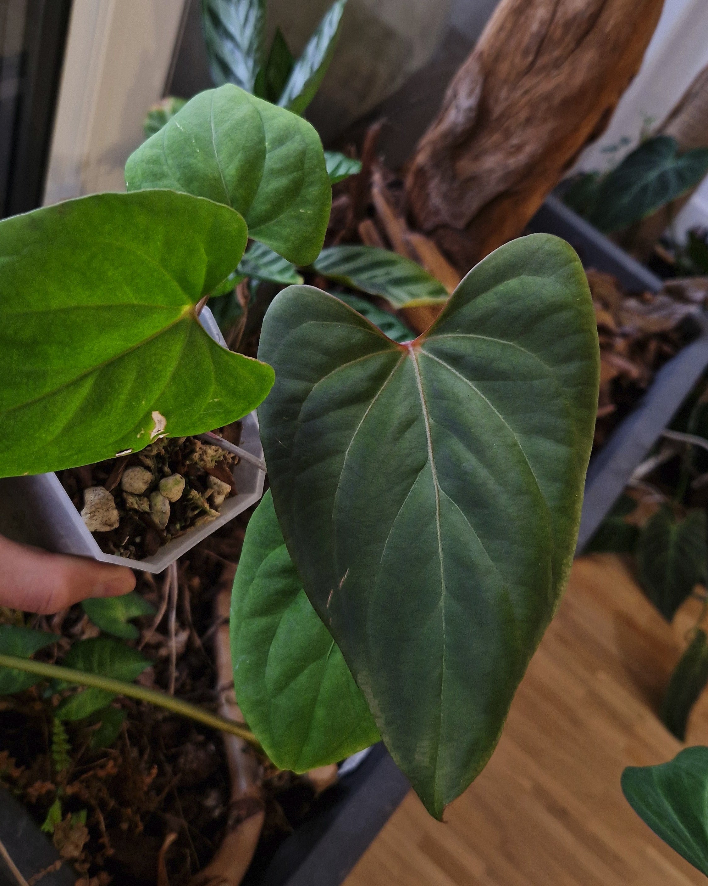 A.(Papi var×Cry marble)× (Besseae×Papi)② Anthurium cry var & papi var x cry marble var 168$ each