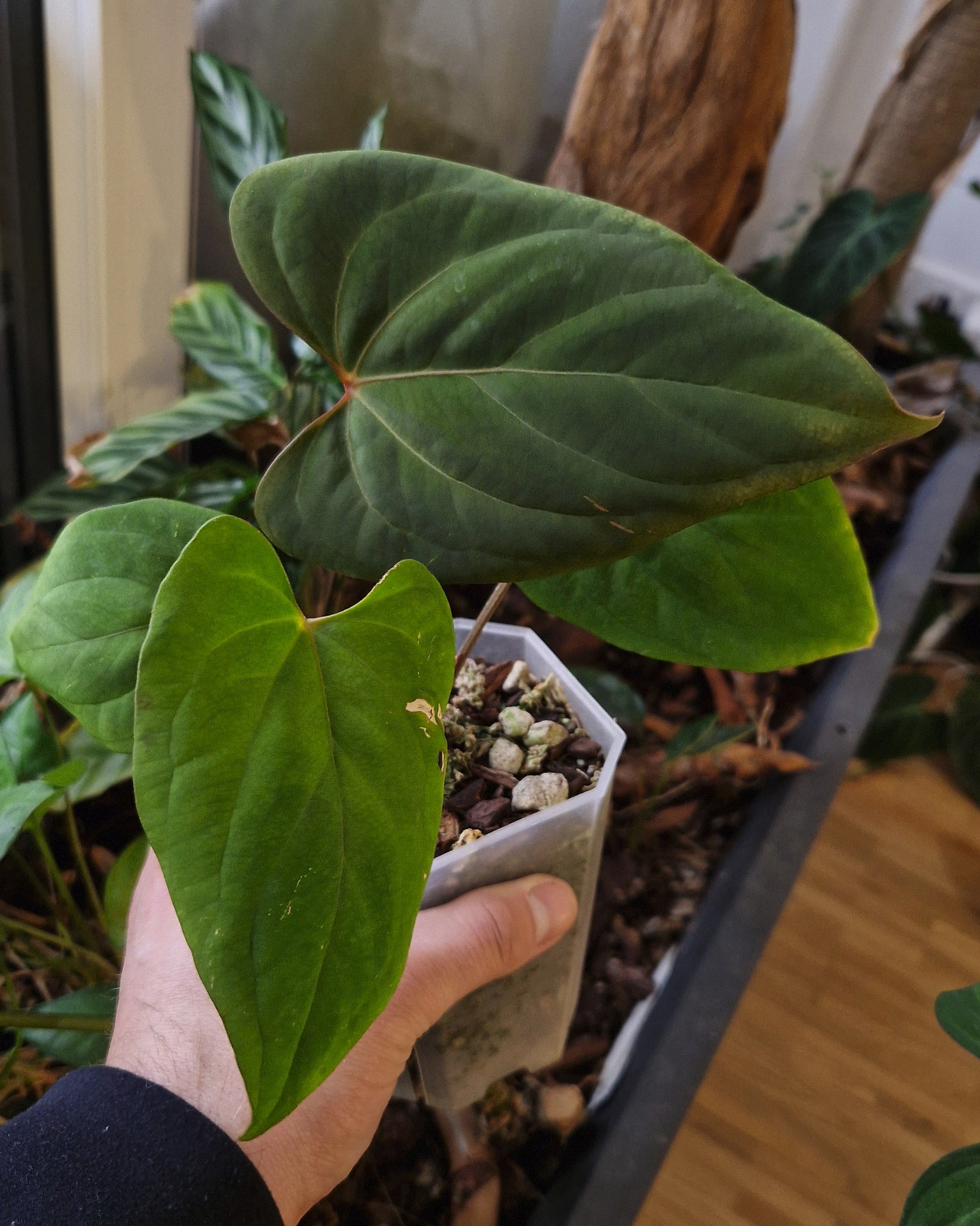 Anthurium (papillilaminum Daniel x besseae aff) wide x kunayalense T1