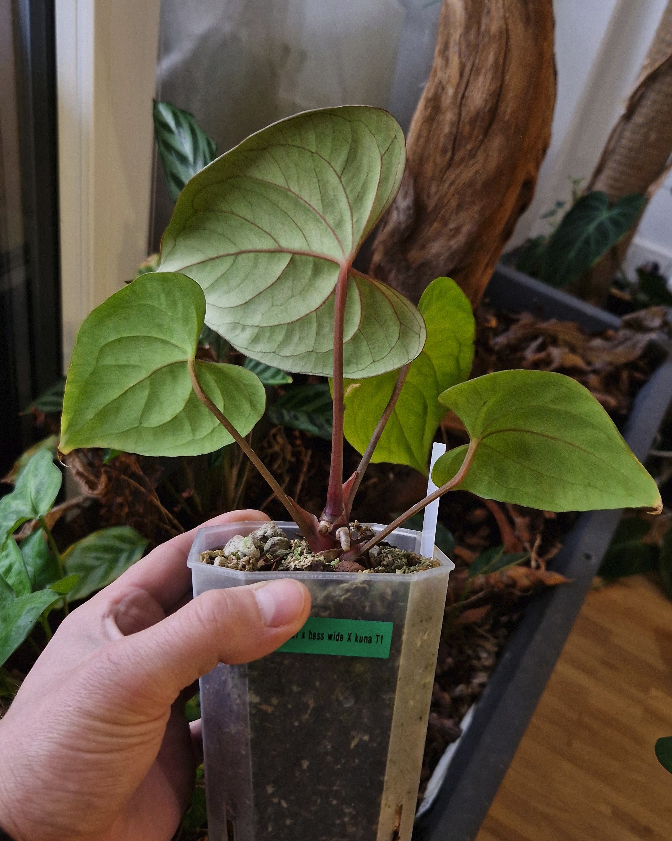 Anthurium (papillilaminum Daniel x besseae aff) wide x kunayalense T1