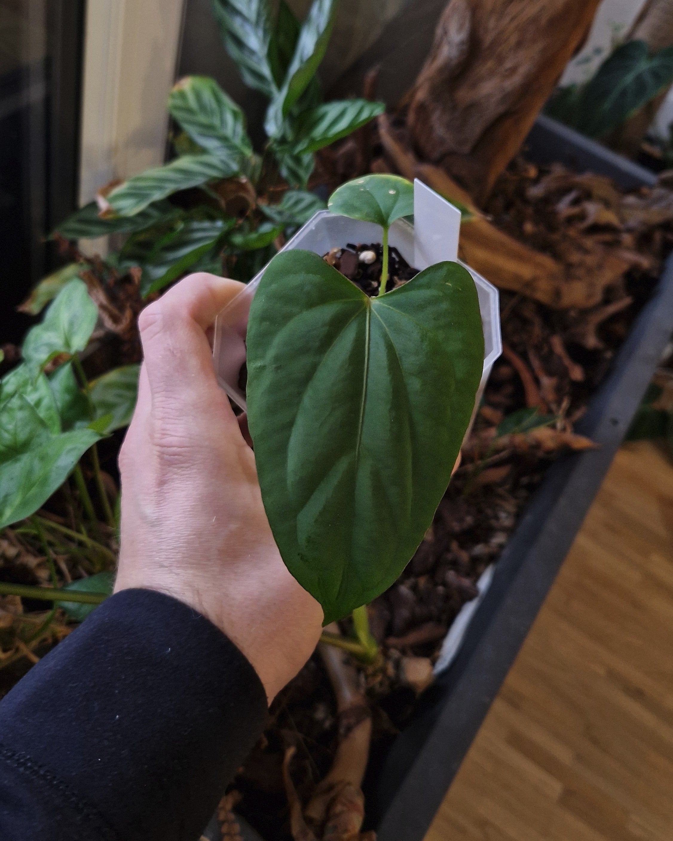 Anthurium (papillilaminum Daniel x besseae aff) wide x kunayalense T1
