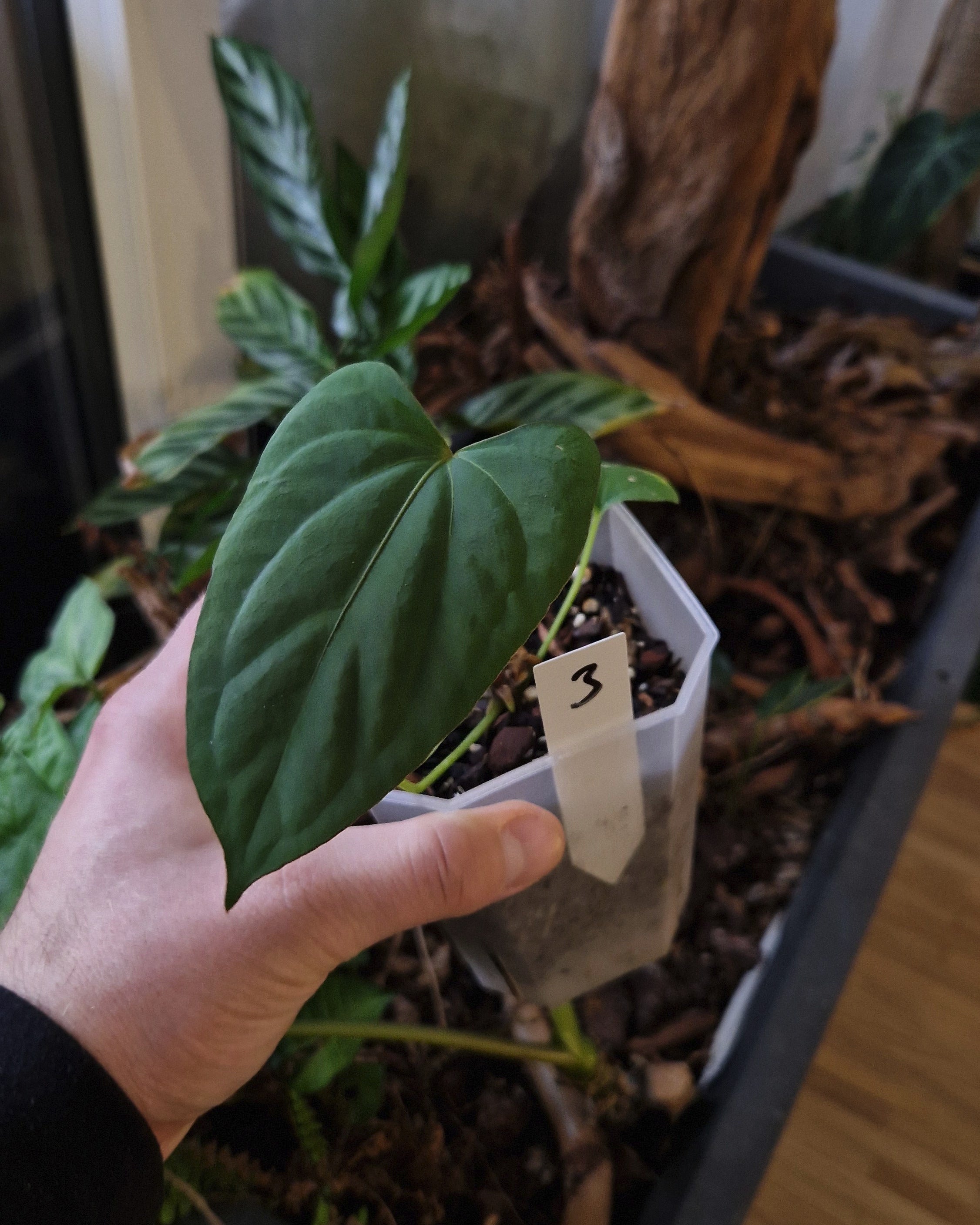 Anthurium (papillilaminum Daniel x besseae aff) wide x kunayalense T1