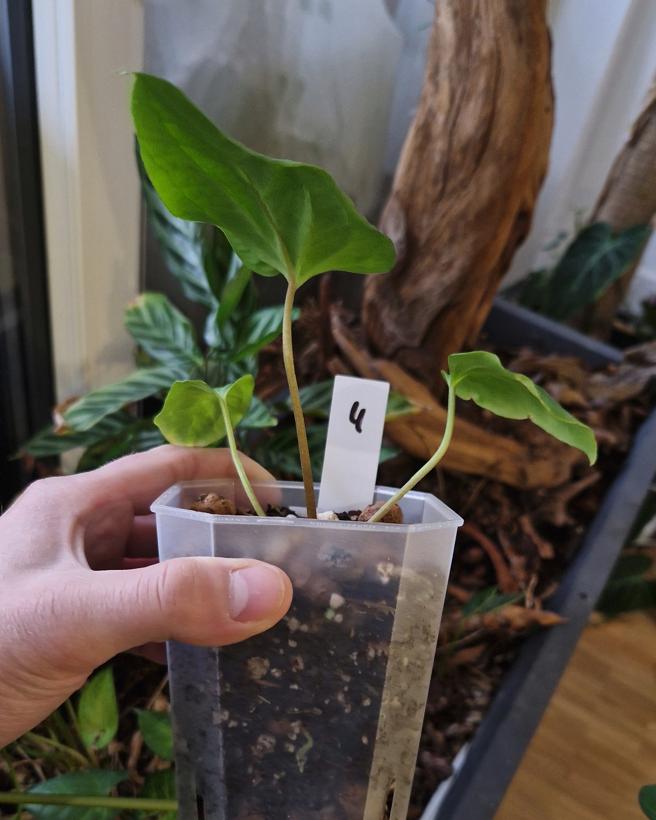 Anthurium (papillilaminum Daniel x besseae aff) wide x kunayalense T1