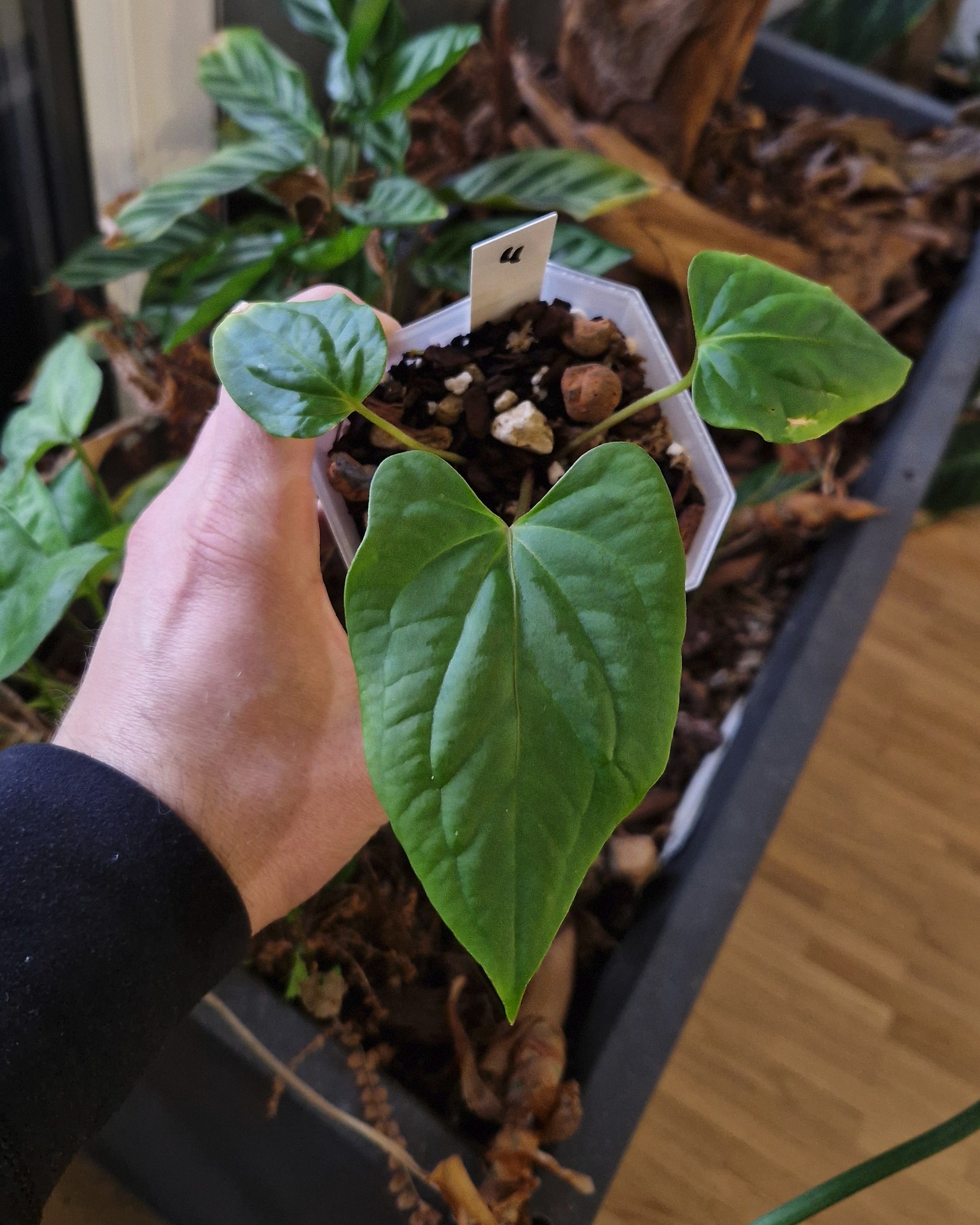 Anthurium (papillilaminum Daniel x besseae aff) wide x kunayalense T1